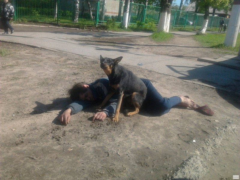 Пьяные животные