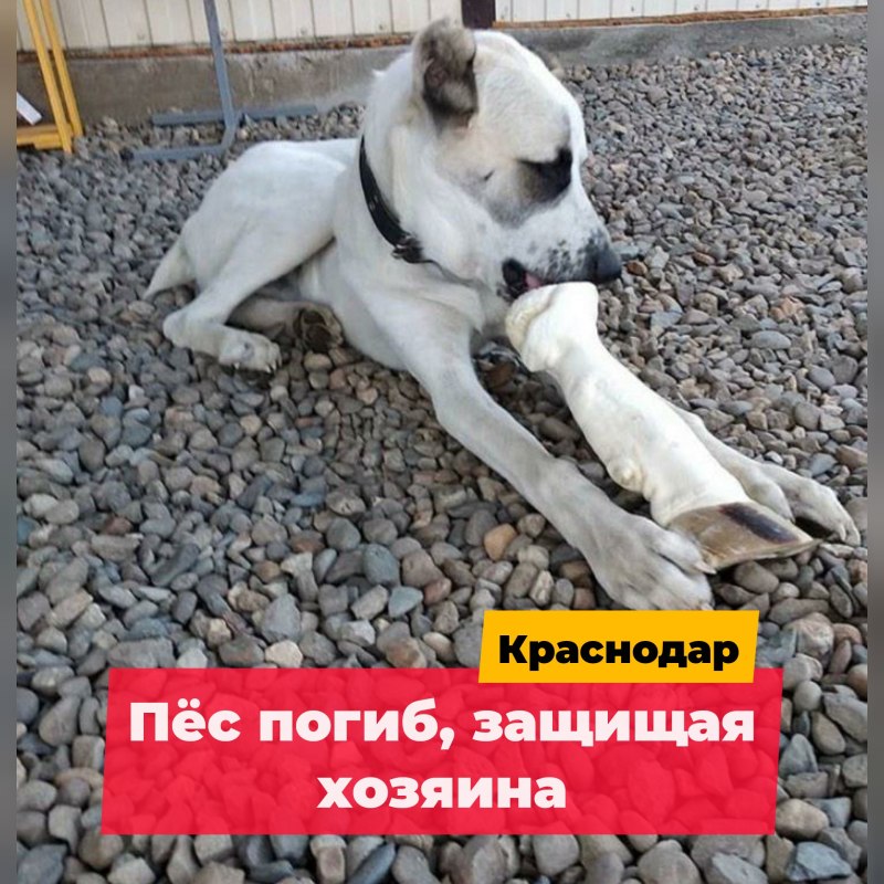 Бульдог пьет пиво