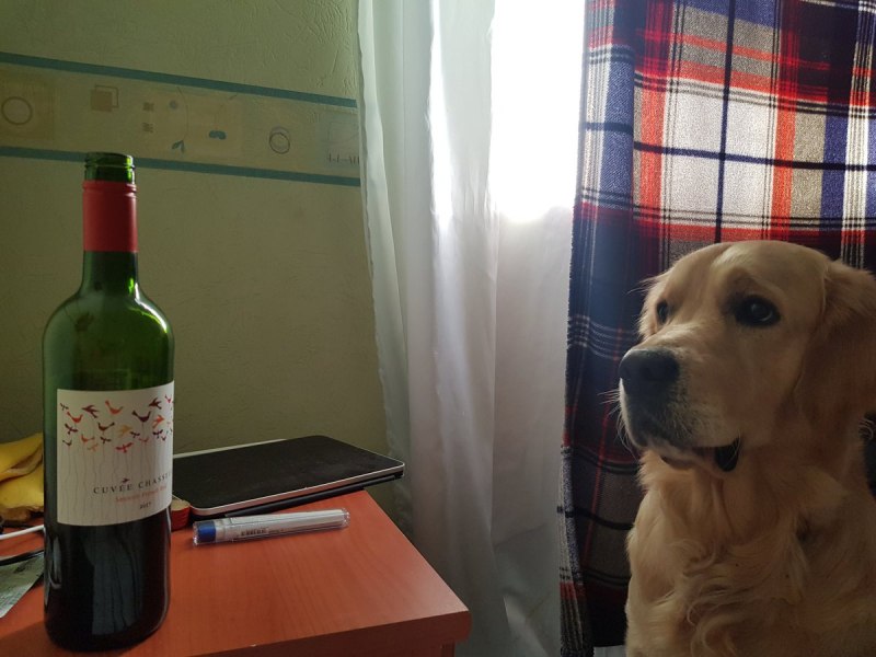 Собака погибла защищая