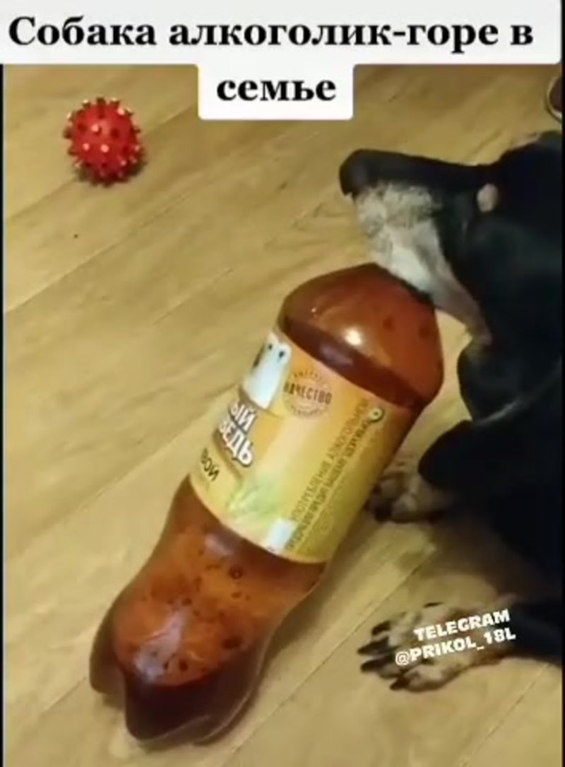 Животные с бокалом