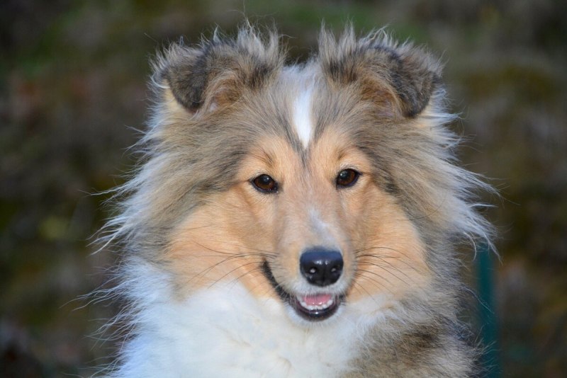 Уэльский колли