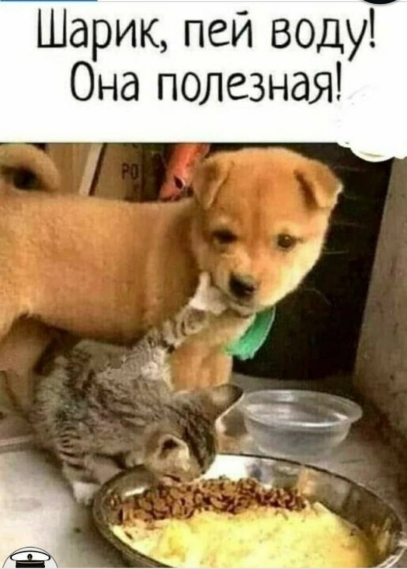 Собаки для защиты квартира