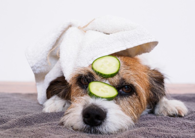 Can Dogs eat cucumbers