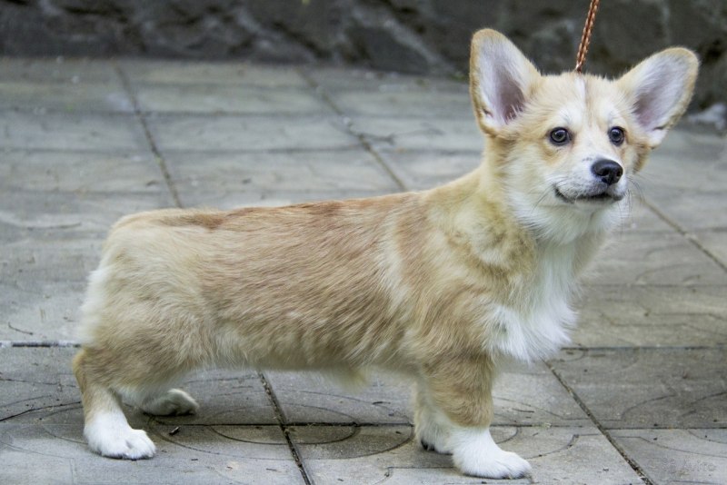 Hillberry Love Ambassador вельш корги