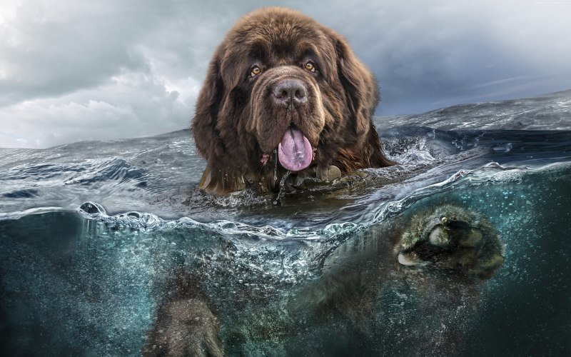 Собака водолаз ньюфаундленд