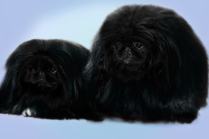 Королевский Пекинес черный