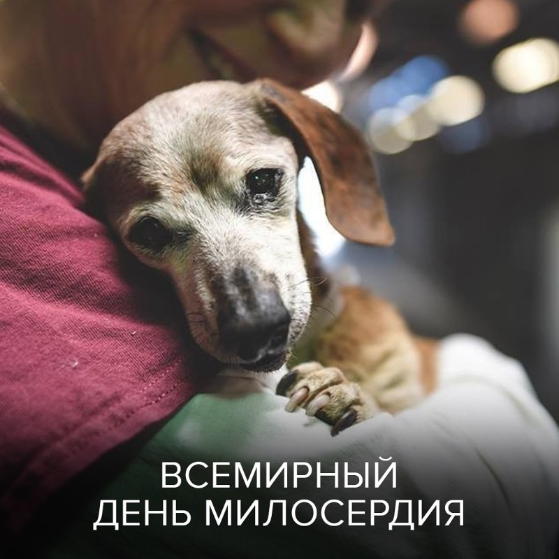 Собака плачет