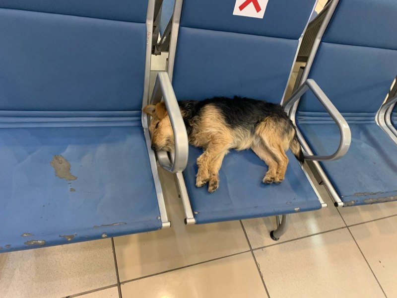 Собака в аэропорту