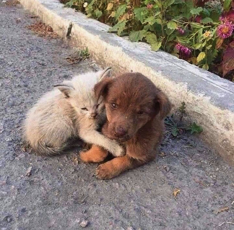 Брошенный щенок