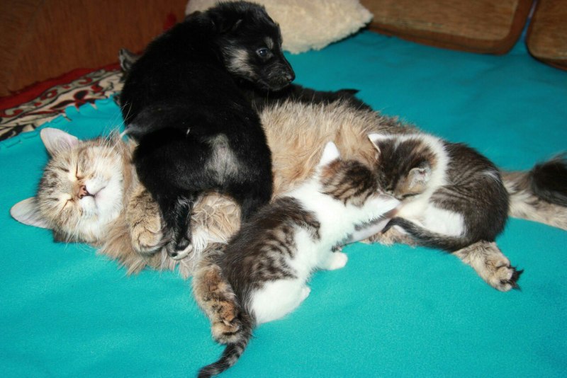 Щенок и котенок