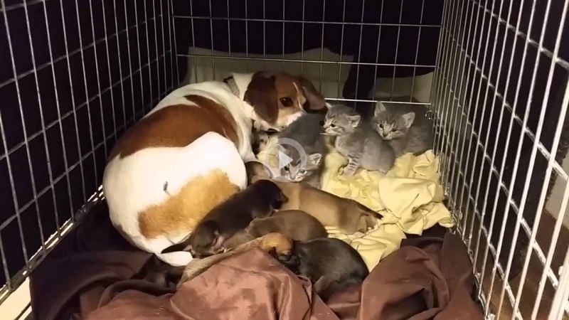 Собака приютила котят