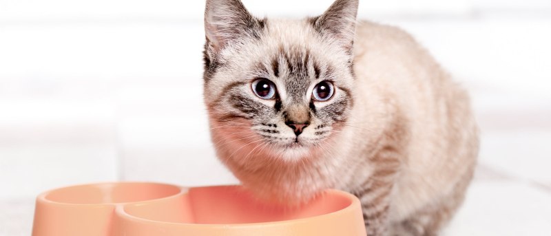 План питания котенка
