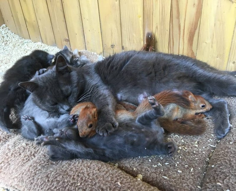 Кошка усыновила бельчат