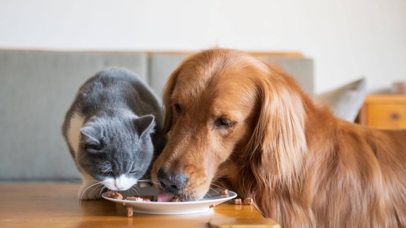 Dog eating