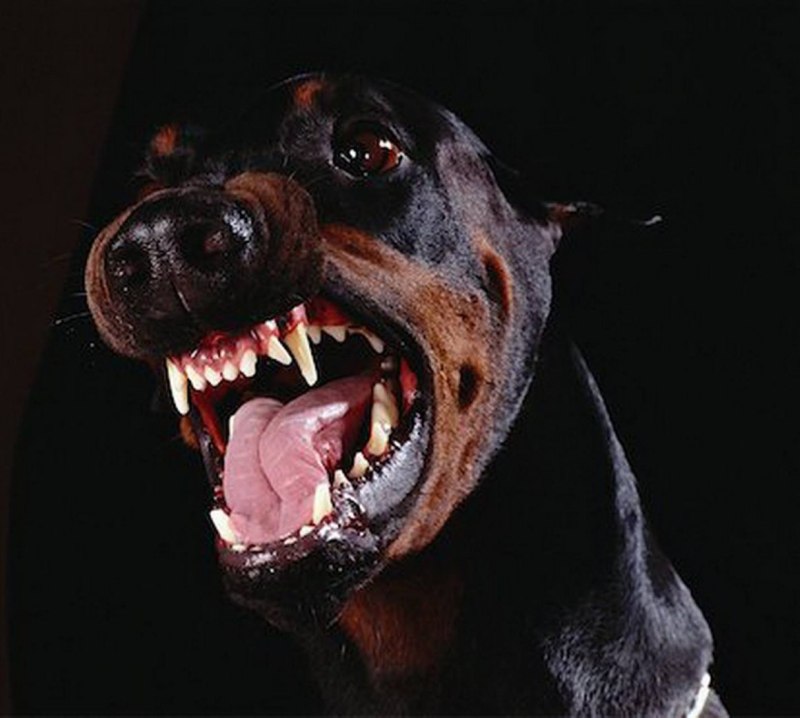 Черный пес фото собаки