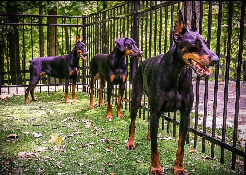 @Pit_dobermann Женя