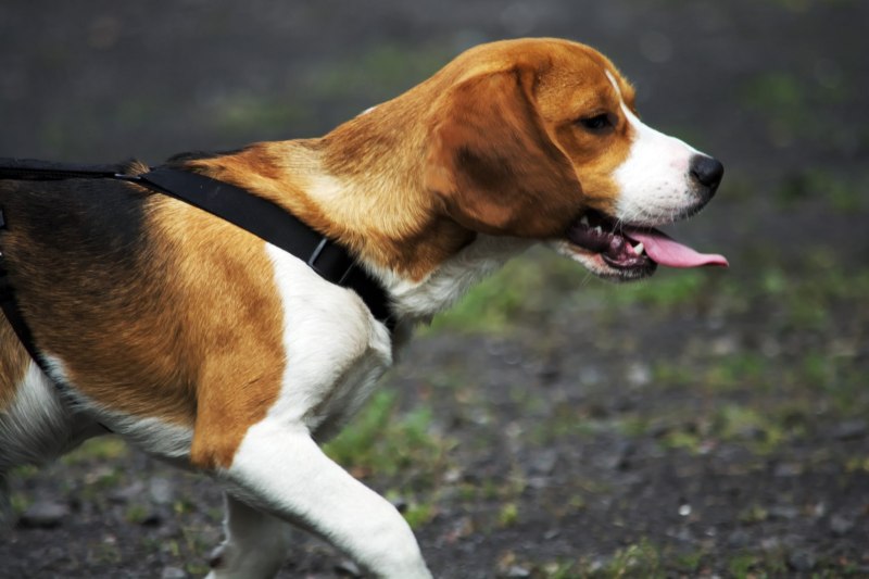 Beagle гончая