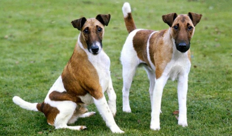 Fox Terrier гладкошерстный