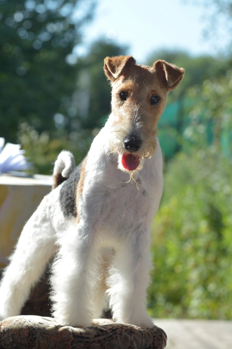 , Smooth Fox Terrier, порода собак