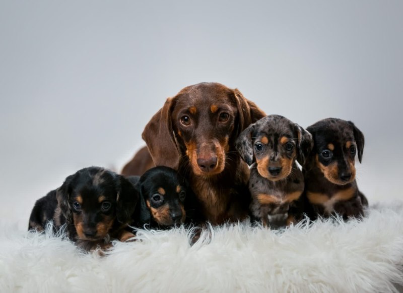 Пазл Castorland Dachshund Puppies (b-13142), 120 дет.
