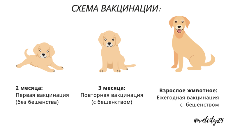 Прививки для собак щенкам