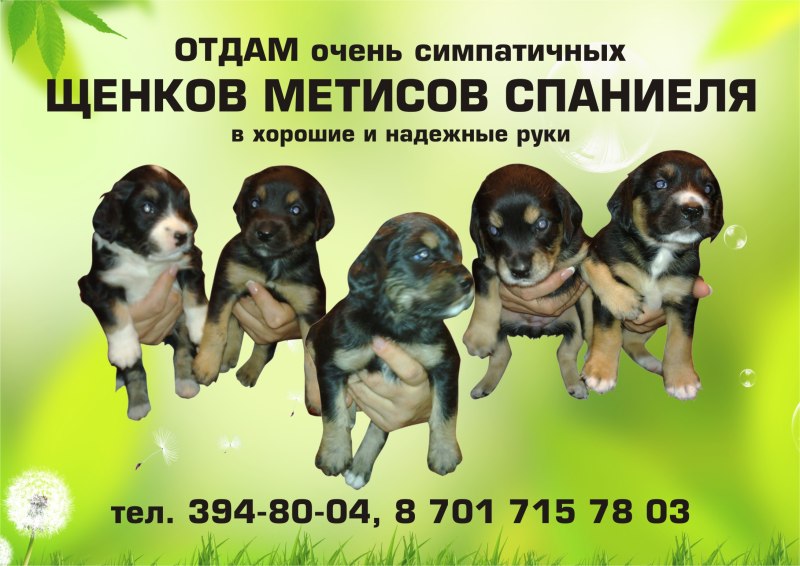 Креативное объявление о помеси щенков