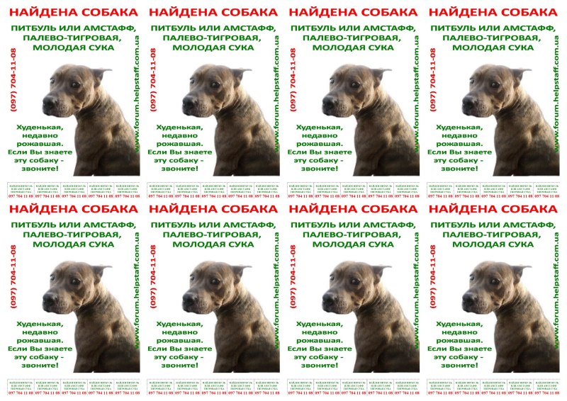 Прививки для щенков питбуля