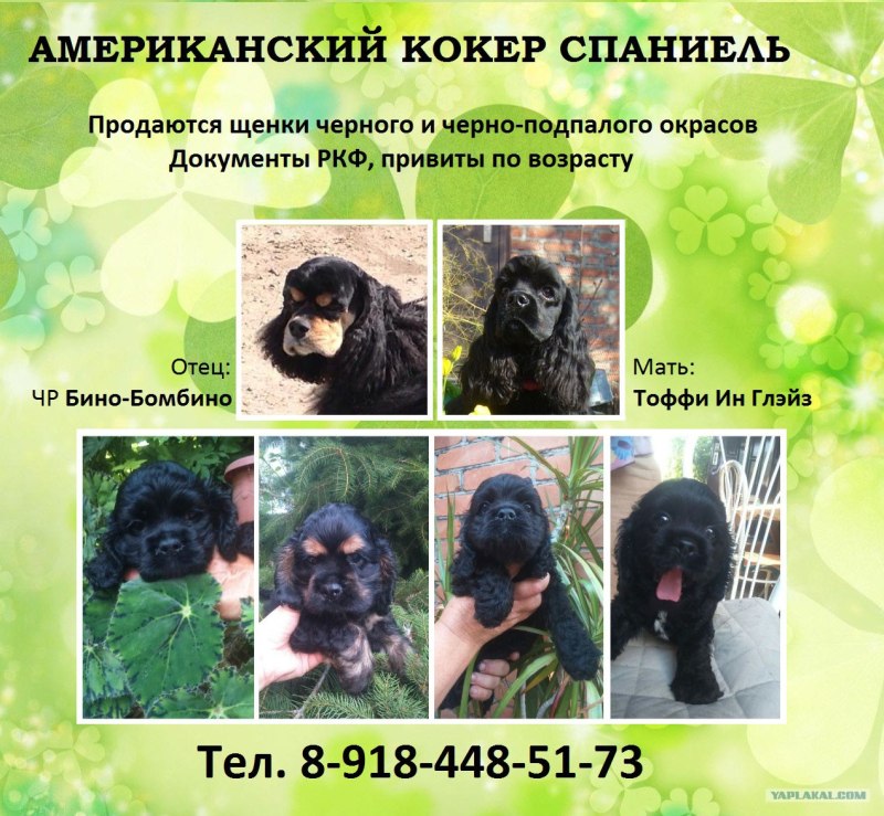 Американский кокер спаниель стандарт породы РКФ