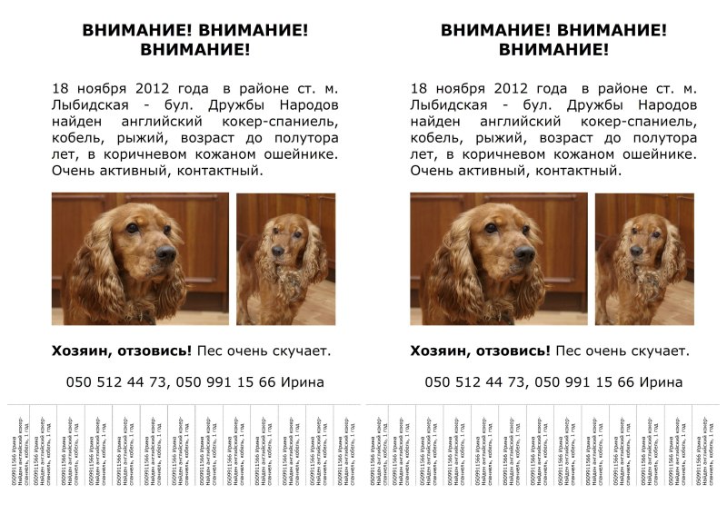 Таблица веса щенков кокера английского спаниеля