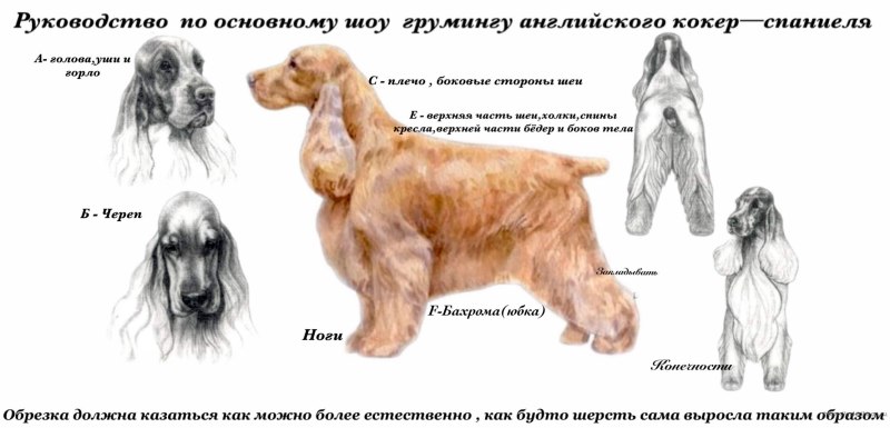 Атлас определитель кокер спаниель