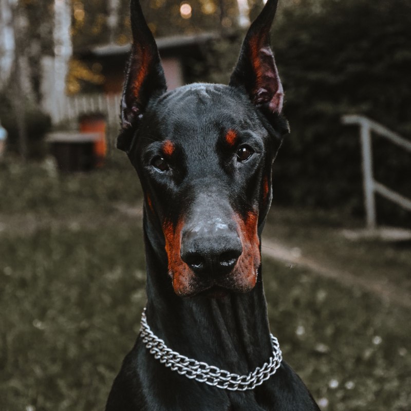 Собака Доберман