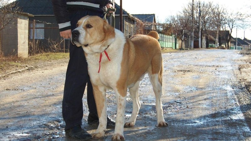 Среднеазиатская овчарка бело- рыжая