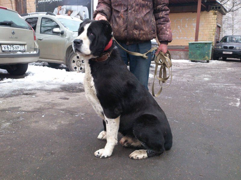 Алабай собака