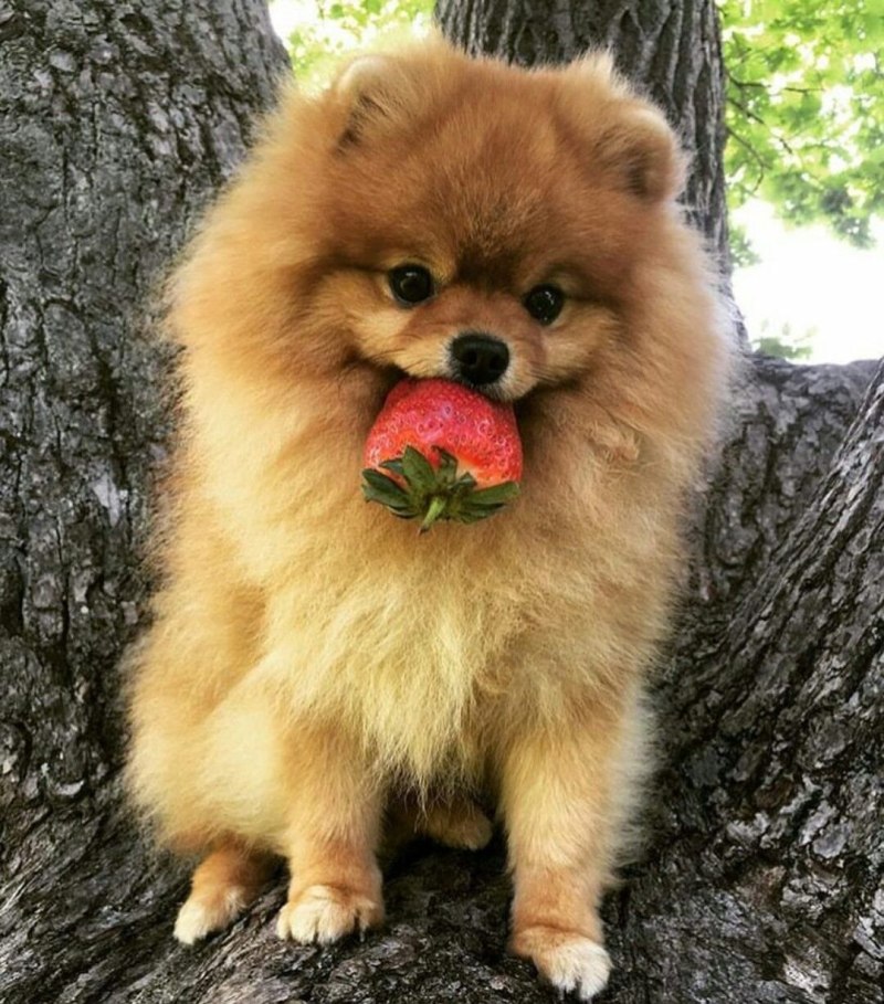 Немецкий шпиц