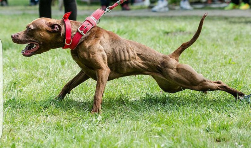 Американский питбультерьер /APBT Pitbull/