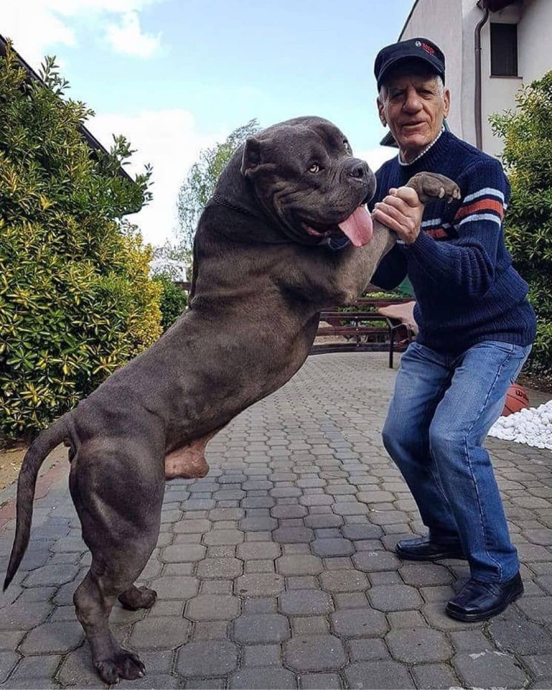 Американский бандог терьер