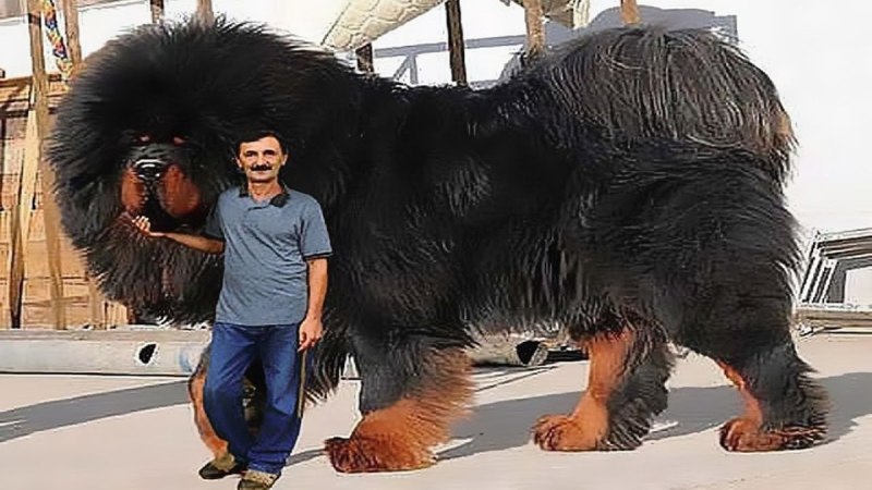 Аусси и бордер колли