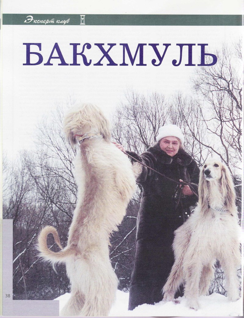 Афганская овчарка собака