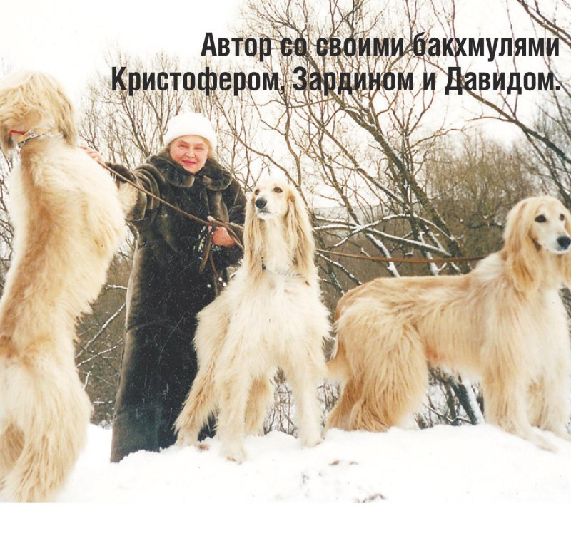 Аборигенная Афганская борзая