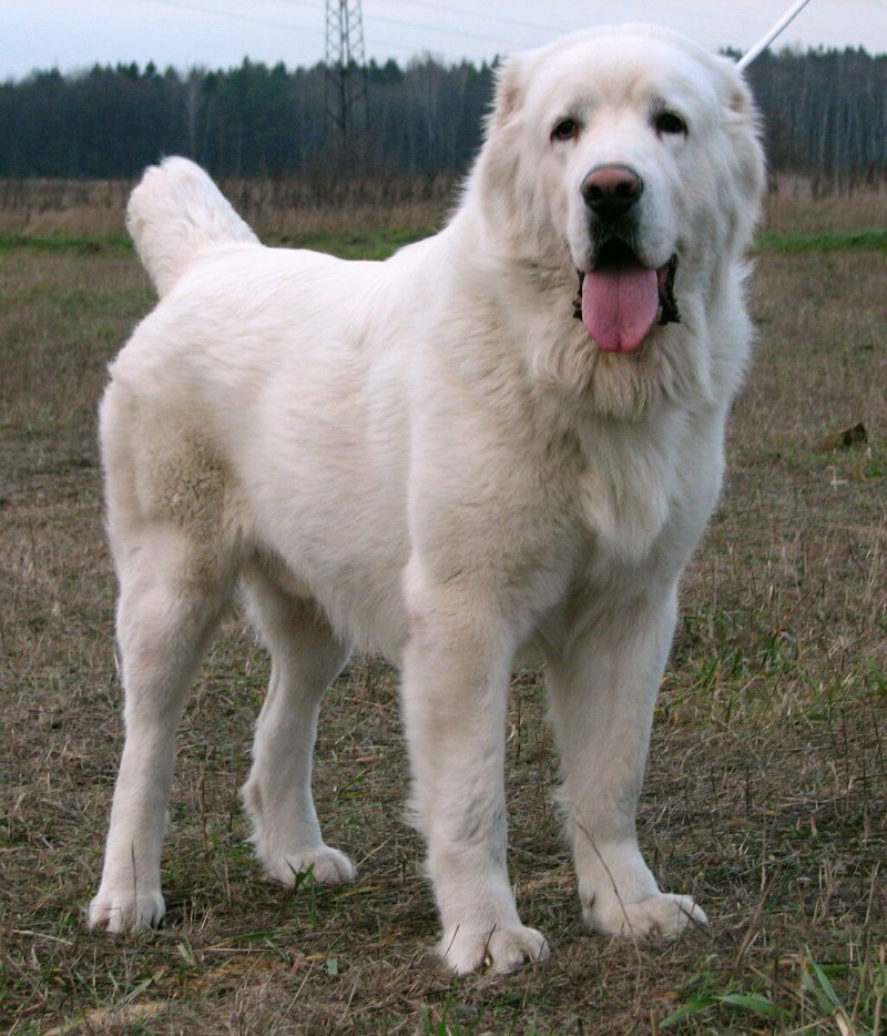 Азиатский алабай
