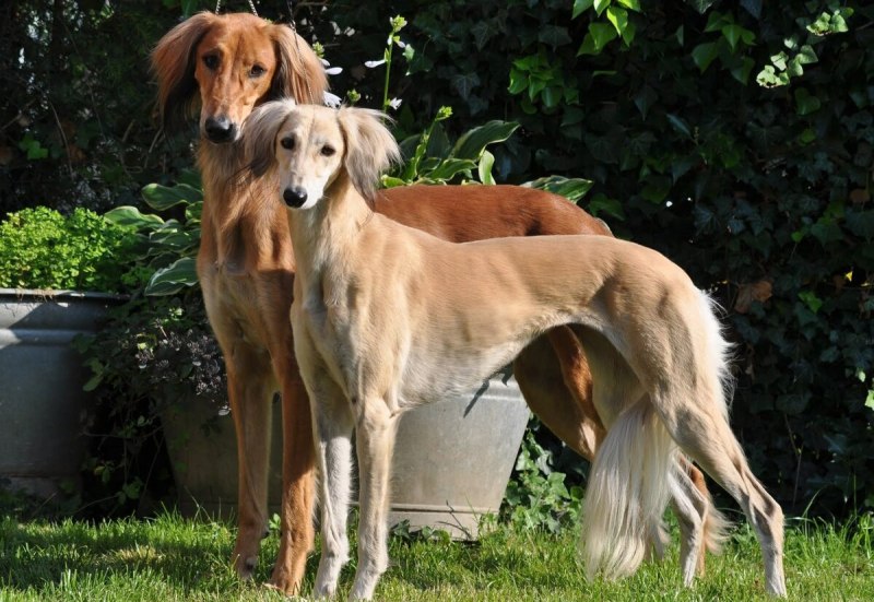 Борзая салюки