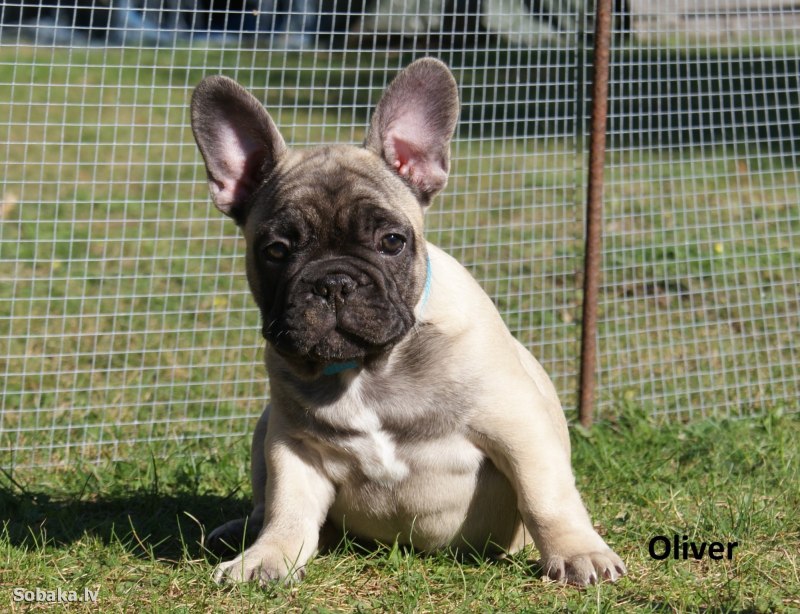 Pro Dog French Bulldog