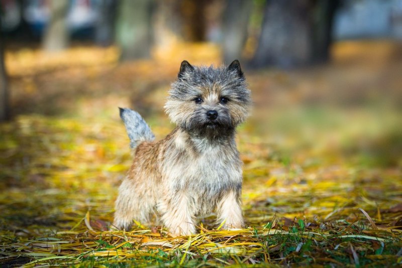 Керн-терьер (Cairn Terrier)