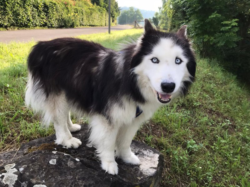 Husky a200