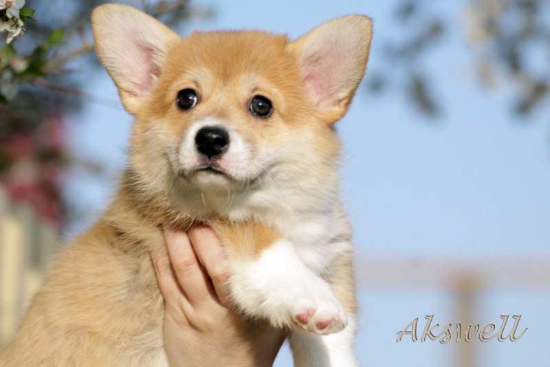 Вельш корги терьер