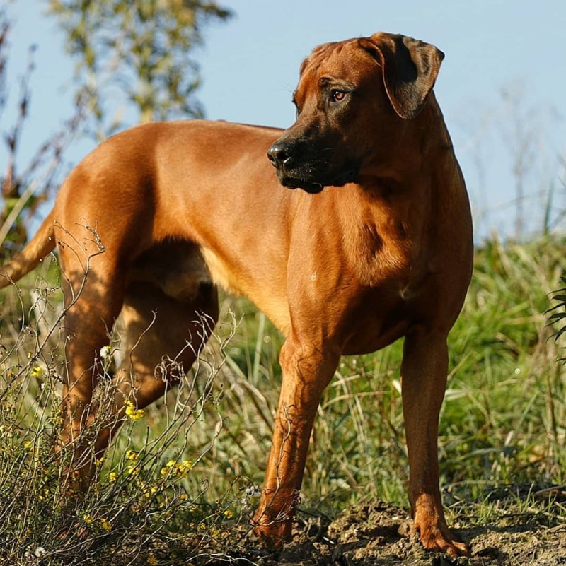 Ирландский риджбек