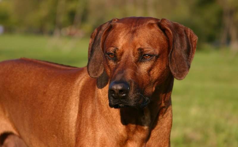 Тайский риджбек