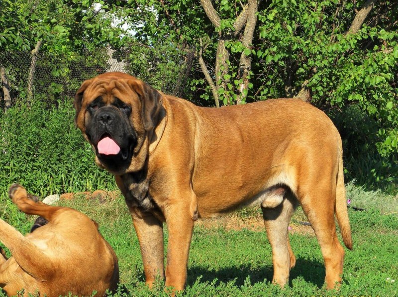 Английский мастиф