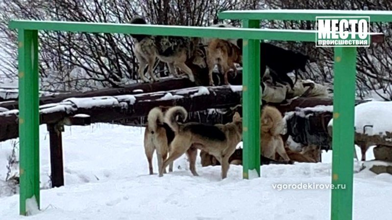Потерялся пес Тавда