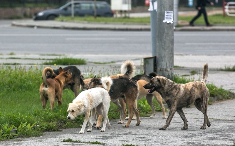 Бездомные собаки